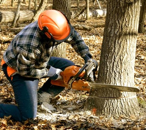Tree Removal in Estelline, SD